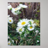 Poster de Daisy Fleabane (Devant)