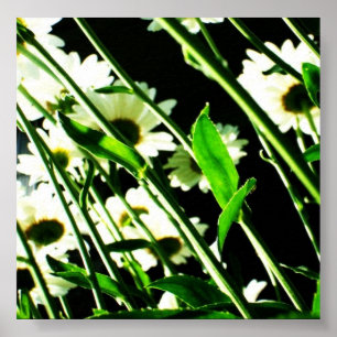 Poster de Daisy Stems