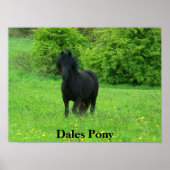 Poster de Dales Pony (Devant)