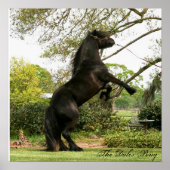 Poster de Dales Pony (Devant)