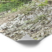 Poster de Deer in Woods (Coin)