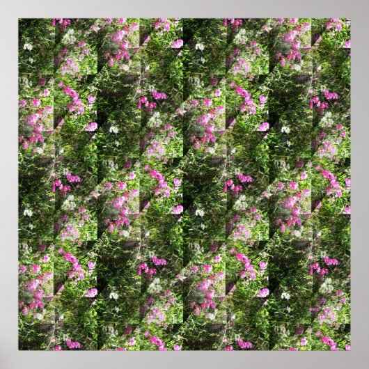 Poster De délicieux petits pois.... (Devant)