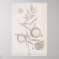 Poster de dessin botanique de grenade