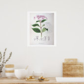 Poster de dessin botanique rose Hydrangea Imprimer (Cuisine)
