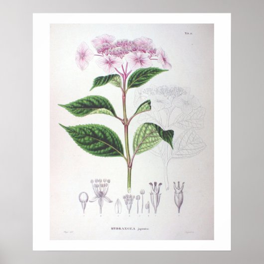 Poster de dessin botanique rose Hydrangea Imprimer (Devant)