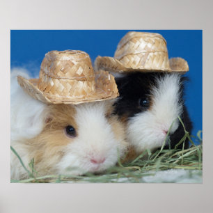 Poster de deux cochons de Guinée