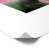 Poster de deux roses roses roses (Coin)