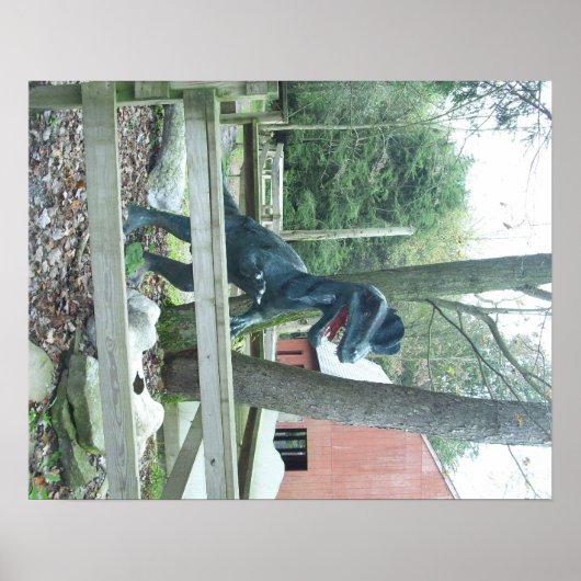 Poster de Dinasaur (Devant)
