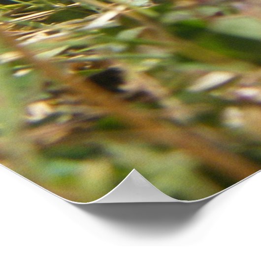 Poster de dinde (Coin)