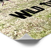 Poster de dindes sauvages (Coin)