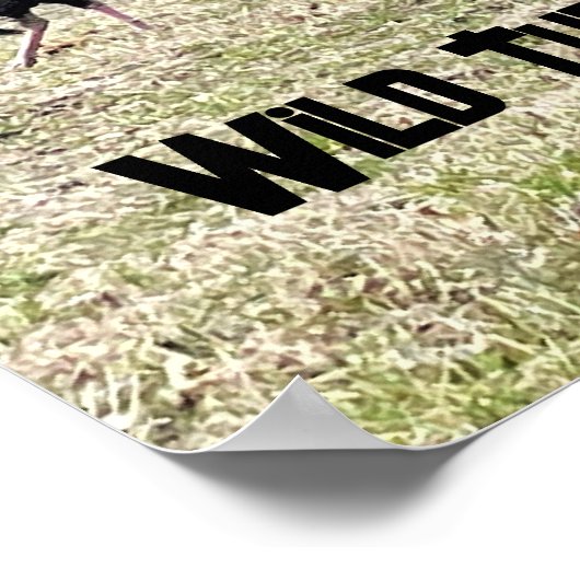 Poster de dindes sauvages (Coin)