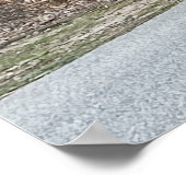 Poster de dindes sauvages (Coin)