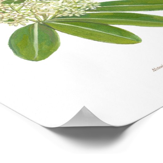 Poster de Dita (Alstonia savaris) (Coin)