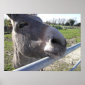 Poster de Donkey (Devant)