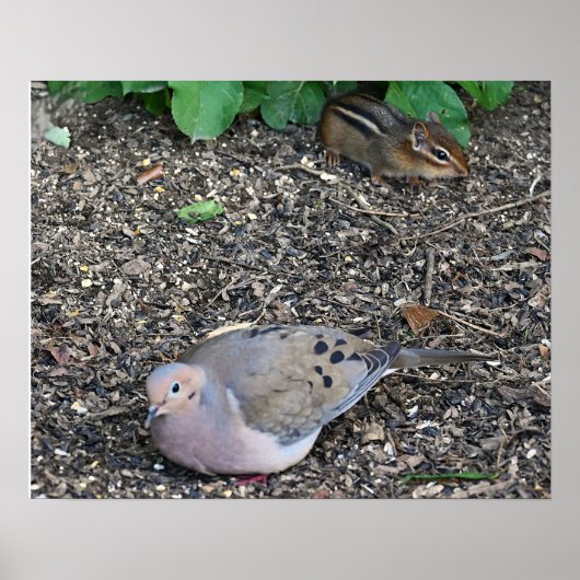 Poster de Dove et Chipmunk en deuil (Devant)