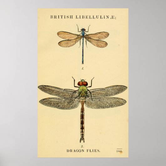 Poster de Dragon Flies Litho (Devant)