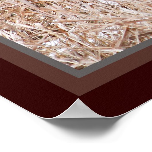 Poster de faisan à cou cerclé (Coin)