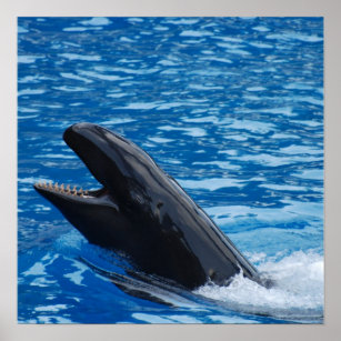 Poster de fausse baleine tueuse