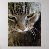 Poster de fermeture de chat Tabby Tabby Tabby en E (Devant)