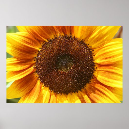 Poster de fermeture de tournesol jaune, orange et  (Devant)