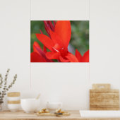 Poster de fermeture "Lady in Red" Red Canna Lily (Cuisine)