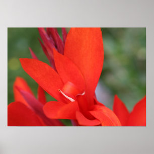 Poster de fermeture "Lady in Red" Red Canna Lily