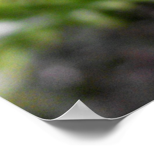 Poster de Fern Frond (Coin)