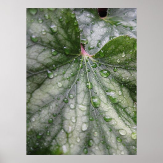 Poster de Feuilles mystiques (3) (Devant)