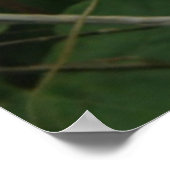 Poster de Fleur Convolvulus Blanche (Coin)