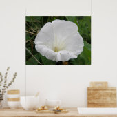 Poster de Fleur Convolvulus Blanche (Cuisine)
