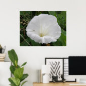 Poster de Fleur Convolvulus Blanche (Bureau à domicile)