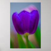 Poster de fleur de tulipe pourpre (Devant)