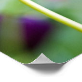 Poster de fleur de tulipe pourpre (Coin)