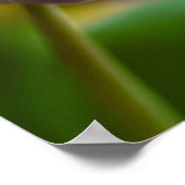 Poster de fleur de tulipe pourpre (Coin)