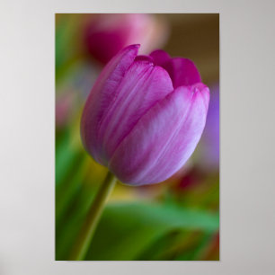 Poster de fleur de tulipe pourpre