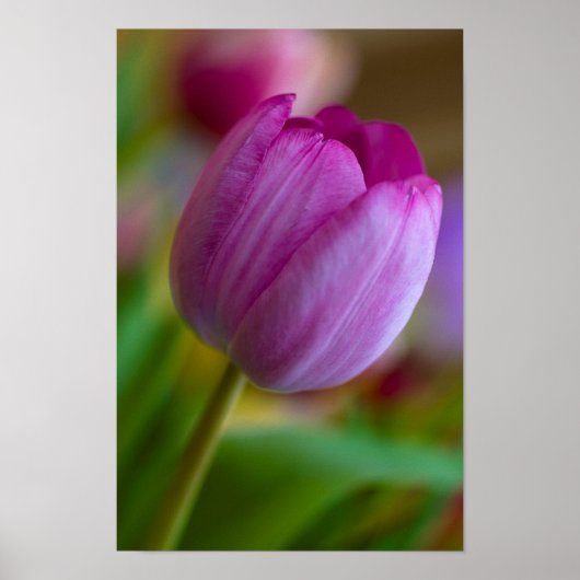Poster de fleur de tulipe pourpre (Devant)