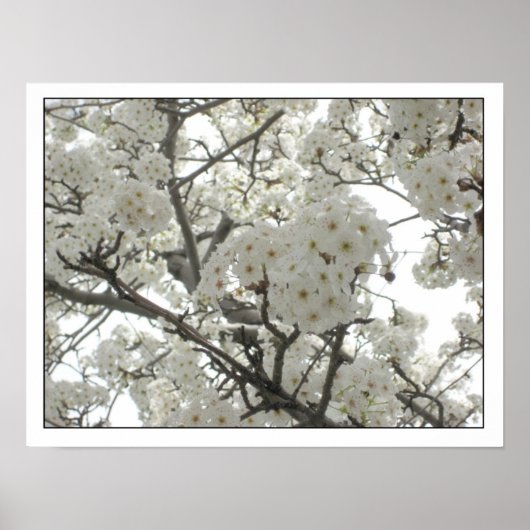 Poster de fleurs1 (Devant)