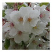 Poster de fleurs blanches (Devant)