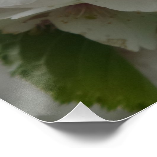 Poster de fleurs blanches (Coin)