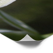 Poster de fleurs blanches (Coin)