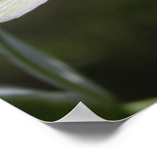 Poster de fleurs blanches (Coin)