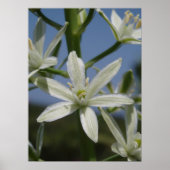 Poster de fleurs blanches (Devant)