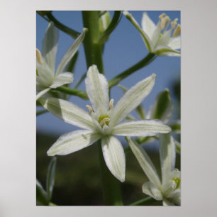 Poster de fleurs blanches