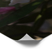 Poster de fleurs blanches et roses (Coin)