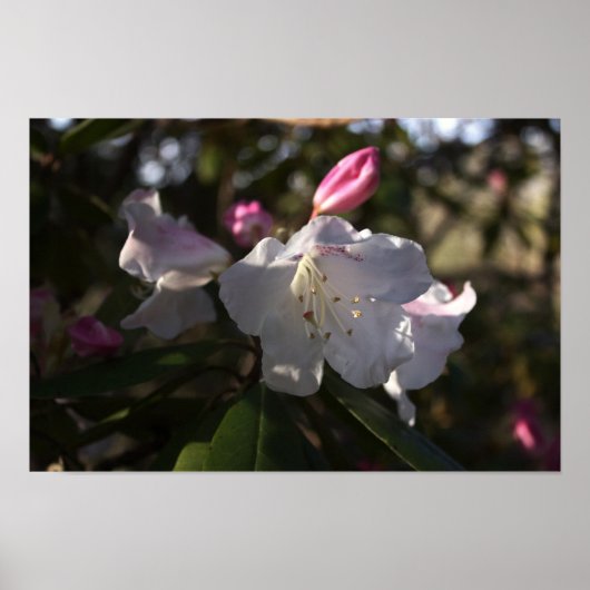 Poster de fleurs blanches et roses (Devant)