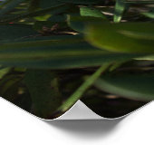 Poster de fleurs blanches et roses (Coin)