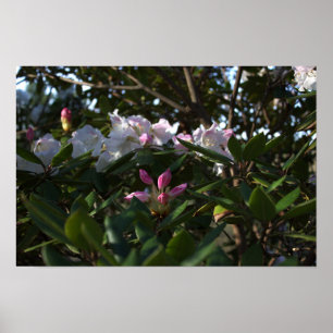 Poster de fleurs blanches et roses