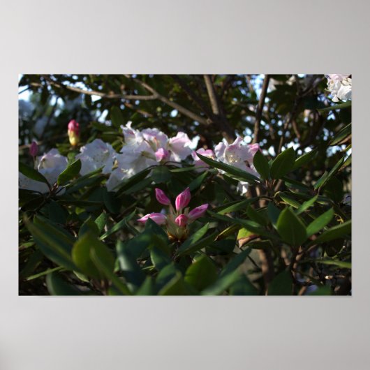 Poster de fleurs blanches et roses (Devant)