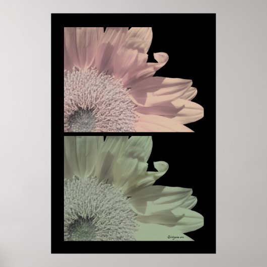 Poster de fleurs blanches rose imprimé (Devant)
