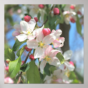 Poster de fleurs blanches roses d'Apple